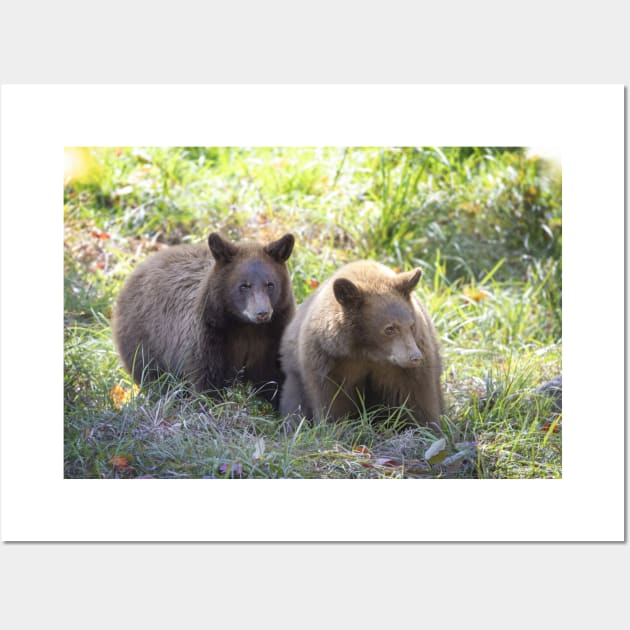 Cinnamon bear cubs Wall Art by Jim Cumming